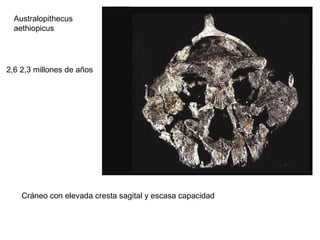 Australopithecus aethiopicus 2,6 2,3 millones de años Cráneo con elevada cresta sagital y escasa capacidad 