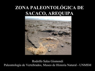 ZONA PALEONTOLÓGICA DE
           SACACO, AREQUIPA




                     Rodolfo Salas Gismondi
Paleontología de Vertebrados, Museo de Historia Natural - UNMSM
 