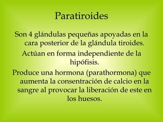 Paratiroides Son 4 glándulas pequeñas apoyadas en la cara posterior de la glándula tiroides. Actúan en forma independiente de la hipófisis. Produce una hormona (parathormona) que aumenta la consentración de calcio en la sangre al provocar la liberación de este en los huesos. 
