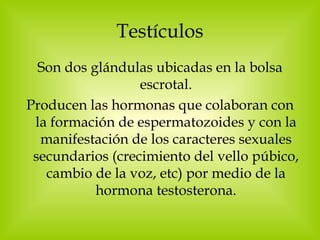 Testículos Son dos glándulas ubicadas en la bolsa escrotal. Producen las hormonas que colaboran con la formación de espermatozoides y con la manifestación de los caracteres sexuales secundarios (crecimiento del vello púbico, cambio de la voz, etc) por medio de la hormona testosterona. 