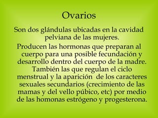 Ovarios Son dos glándulas ubicadas en la cavidad pelviana de las mujeres. Producen las hormonas que preparan al cuerpo para una posible fecundación y desarrollo dentro del cuerpo de la madre. También las que regulan el ciclo menstrual y la aparición  de los caracteres sexuales secundarios (crecimiento de las mamas y del vello púbico, etc) por medio de las homonas estrógeno y progesterona. 