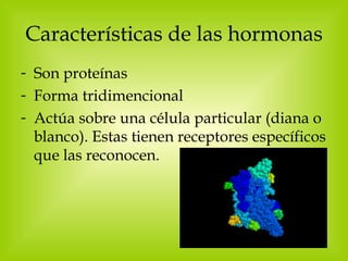 Características de las hormonas Son proteínas Forma tridimencional Actúa sobre una célula particular (diana o blanco). Estas tienen receptores específicos que las reconocen. 
