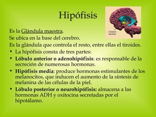 Hipófisis Es la  Glándula maestra . Se ubica en la base del cerebro. Es la glándula que controla el resto, entre ellas el tiroides.  La hipófisis consta de tres partes: Lóbulo anterior o adenohipófisis : es responsable de la secreción de numerosas hormonas. Hipófisis media : produce hormonas estimulantes de los melanocitos, que inducen el aumento de la síntesis de melanina de las células de la piel.  Lóbulo posterior o neurohipófisis:  almacena a las hormonas ADH y oxitocina secretadas por el hipotálamo. 