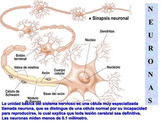 La unidad básica del sistema nervioso es una célula muy especializada llamada neurona, que se distingue de una célula normal por su incapacidad para reproducirse, lo cual explica que toda lesión cerebral sea definitiva. Las neuronas miden menos de 0.1 milímetro.  N E U R O N A S 
