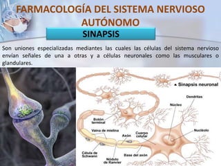 FARMACOLOGÍA DEL SISTEMA NERVIOSO
AUTÓNOMO
Son uniones especializadas mediantes las cuales las células del sistema nervioso
envían señales de una a otras y a células neuronales como las musculares o
glandulares.
SINAPSIS
 