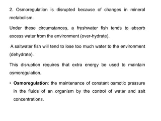 2. Osmoregulation is disrupted because of changes in mineral
metabolism.
Under these circumstances, a freshwater fish tends to absorb
excess water from the environment (over-hydrate).
A saltwater fish will tend to lose too much water to the environment
(dehydrate).
This disruption requires that extra energy be used to maintain
osmoregulation.
• Osmoregulation: the maintenance of constant osmotic pressure
in the fluids of an organism by the control of water and salt
concentrations.
 