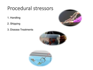 Procedural stressors
1. Handling
2. Shipping
3. Disease Treatments
 