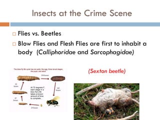Forensic Entomology | PPTX