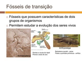 Fósseis de transiçãoFósseis que possuem características de dois grupos de organismosPermitem estudar a evolução dos seres vivosIchthyostegaBarbatana caudal – peixePatas e pulmões primitivos - anfíbioDentes e cauda de réptilPenas e asas de aveArchaeopteryx