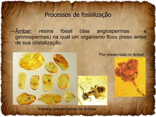 Processos de fossilização Âmbar : resina fóssil (das angiospermas  e gimnospermas) na qual um organismo ficou preso antes de sua cristalização. Insetos preservados no âmbar Flor preservada no âmbar 