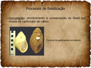 Processos de fossilização Incrustação : envolvimento e conservação do fóssil por crosta de carbonato de cálcio. Concha de gastrópode incrustado. 