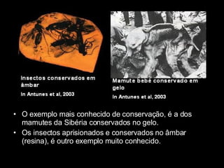 O exemplo mais conhecido de conservação, é a dos mamutes da Sibéria conservados no gelo. Os insectos aprisionados e conservados no âmbar (resina), é outro exemplo muito conhecido. 