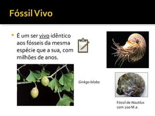 É um ser  vivo  idêntico aos fósseis da mesma espécie que a sua, com milhões de anos. Fóssil de  Nautilus   com 200 M.a. Ginkgo biloba 