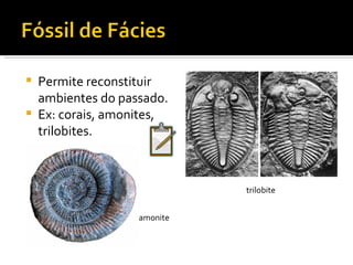 Permite reconstituir ambientes do passado. Ex: corais, amonites, trilobites. amonite trilobite 