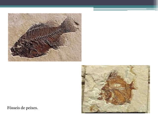 Fósseis de peixes.
 