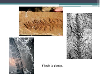 Fósseis de plantas.
 