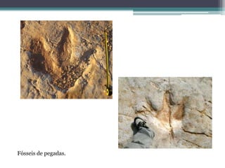 Fósseis de pegadas.
 