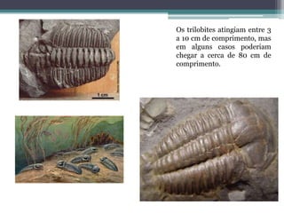 Os trilobites atingiam entre 3
a 10 cm de comprimento, mas
em alguns casos poderiam
chegar a cerca de 80 cm de
comprimento.
 