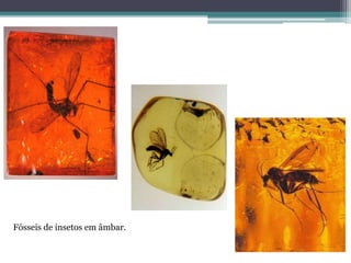 Fósseis de insetos em âmbar.
 