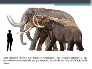 Este desenho mostra um mamute-columbiano, um elefante africano e um
mastodonte americano (de trás para frente), ao lado de um humano de 1,80 m de
altura.
 
