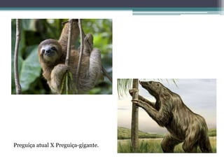 Preguiça atual X Preguiça-gigante.
 