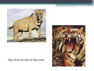 Tigre-dente-de-sabre X Tigre atual.
 