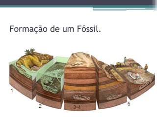 Formação de um Fóssil.
 