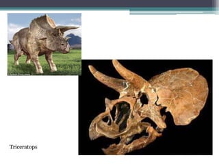 Triceratops
 
