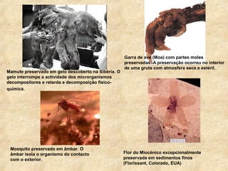 Flor do Miocénico excepcionalmente
preservada em sedimentos finos
(Florissant, Colorado, EUA)
Mosquito preservado em âmbar. O
âmbar isola o organismo do contacto
com o exterior.
Mamute preservado em gelo descoberto na Sibéria. O
gelo interrompe a actividade dos microrganismos
decompositores e retarda a decomposição físico-
química.
Garra de ave (Moa) com partes moles
preservadas. A preservação ocorreu no interior
de uma gruta com atmosfera seca e estéril.
 