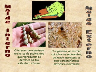 O interior do organismo
enche-se de sedimentos
que reproduzem os
detalhes da sua
estrutura interna
O organismo, ao morrer,
cai sobre os sedimentos,
deixando impressas as
suas características
estruturais externas
 
