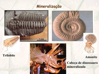 Mineralização
Trilobite
Amonite
Cabeça de dinossauro
mineralizada
 