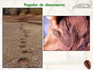 Pegadas de dinossauros
 