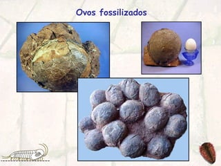 Ovos fossilizados
 