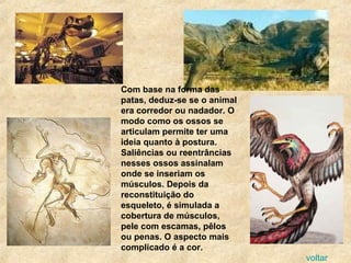 Com base na forma das
patas, deduz-se se o animal
era corredor ou nadador. O
modo como os ossos se
articulam permite ter uma
ideia quanto à postura.
Saliências ou reentrâncias
nesses ossos assinalam
onde se inseriam os
músculos. Depois da
reconstituição do
esqueleto, é simulada a
cobertura de músculos,
pele com escamas, pêlos
ou penas. O aspecto mais
complicado é a cor.
voltar
 