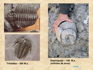 Gastrópode – 150 M.a.
(milhões de anos)Trilobites – 500 M.a.
voltar
 