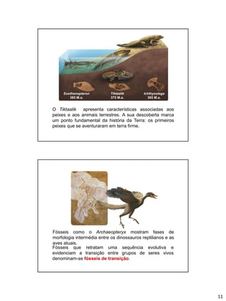 11
Tiktaalik
375 M.a.
Eusthenopteron
385 M.a.
Ichthyostega
365 M.a.
O Tiktaalik apresenta características associadas aos
peixes e aos animais terrestres. A sua descoberta marca
um ponto fundamental da história da Terra: os primeiros
peixes que se aventuraram em terra firme.
Fósseis como o Archaeopteryx mostram fases de
morfologia intermédia entre os dinossauros reptilianos e as
aves atuais.
Fósseis que retratam uma sequência evolutiva e
evidenciam a transição entre grupos de seres vivos
denominam-se fósseis de transição.
 