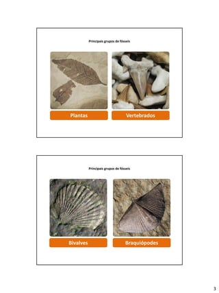 3
Principais grupos de fósseis
Plantas Vertebrados
Principais grupos de fósseis
Bivalves Braquiópodes
 
