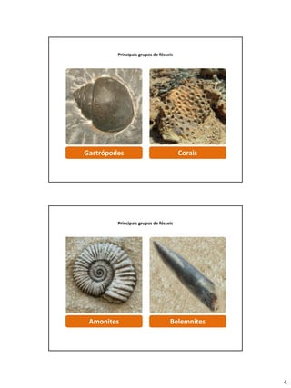 4
Principais grupos de fósseis
Gastrópodes Corais
Principais grupos de fósseis
Amonites Belemnites
 