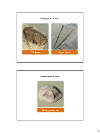 5
Principais grupos de fósseis
GraptólitosTrilobites
Principais grupos de fósseis
Ouriços-do-mar
 