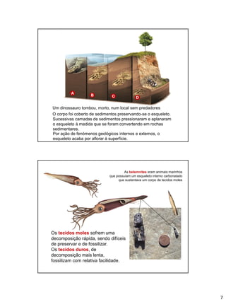 7
A
DCB
Um dinossauro tombou, morto, num local sem predadores
O corpo foi coberto de sedimentos preservando-se o esqueleto.
Sucessivas camadas de sedimentos pressionaram e aplanaram
o esqueleto à medida que se foram convertendo em rochas
sedimentares.
Por ação de fenómenos geológicos internos e externos, o
esqueleto acaba por aflorar à superfície.
As belemnites eram animais marinhos
que possuíam um esqueleto interno carbonatado
que sustentava um corpo de tecidos moles
Os tecidos moles sofrem uma
decomposição rápida, sendo difíceis
de preservar e de fossilizar.
Os tecidos duros, de
decomposição mais lenta,
fossilizam com relativa facilidade.
 