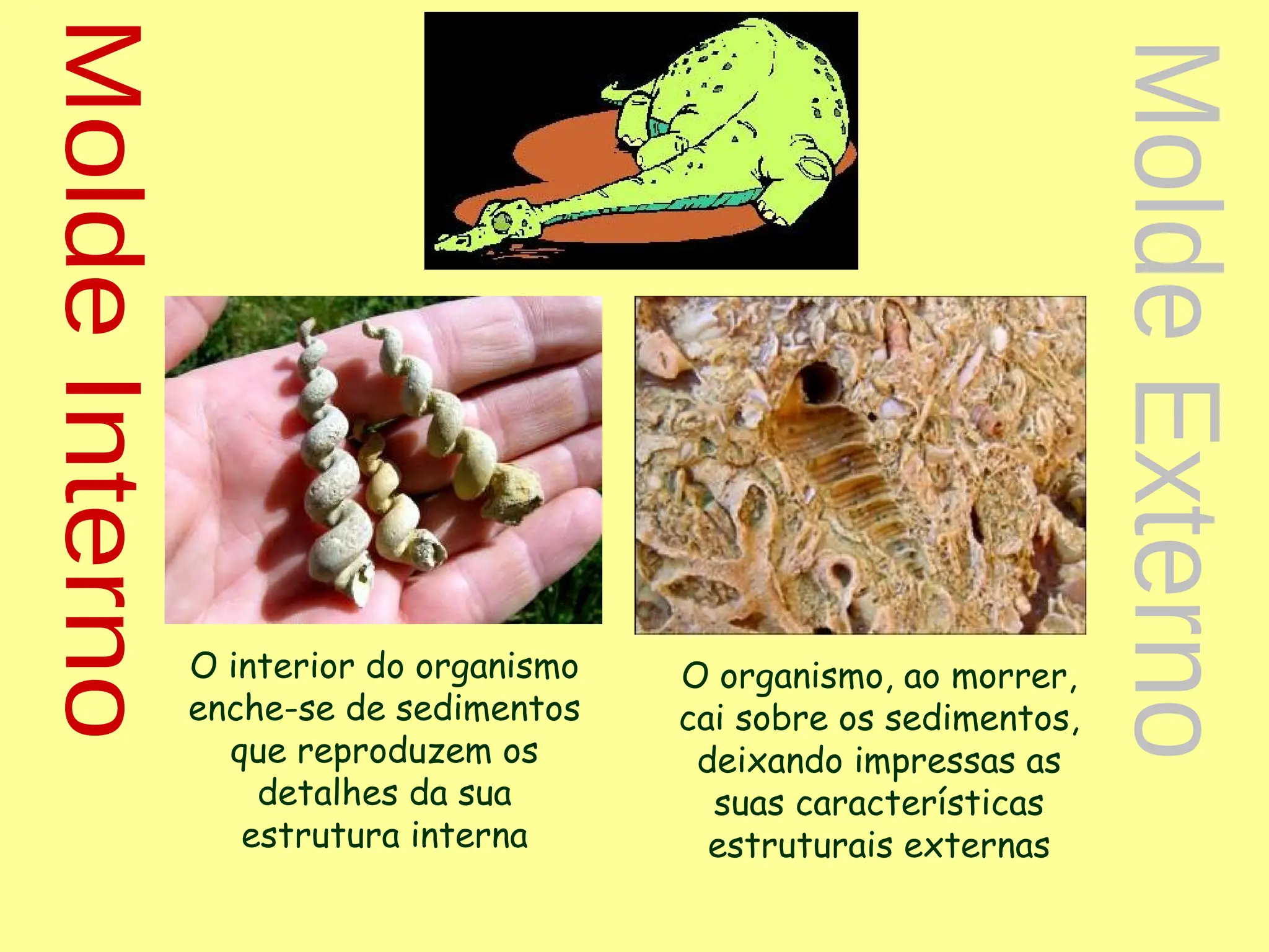 O interior do organismo
enche-se de sedimentos
que reproduzem os
detalhes da sua
estrutura interna
O organismo, ao morrer,
cai sobre os sedimentos,
deixando impressas as
suas características
estruturais externas
 