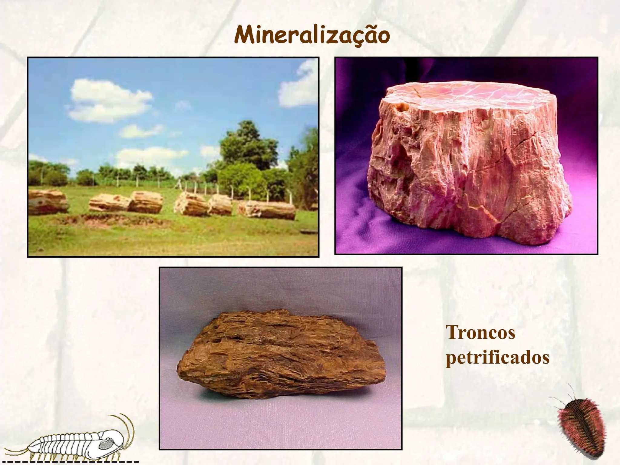 Mineralização
Troncos
petrificados
 