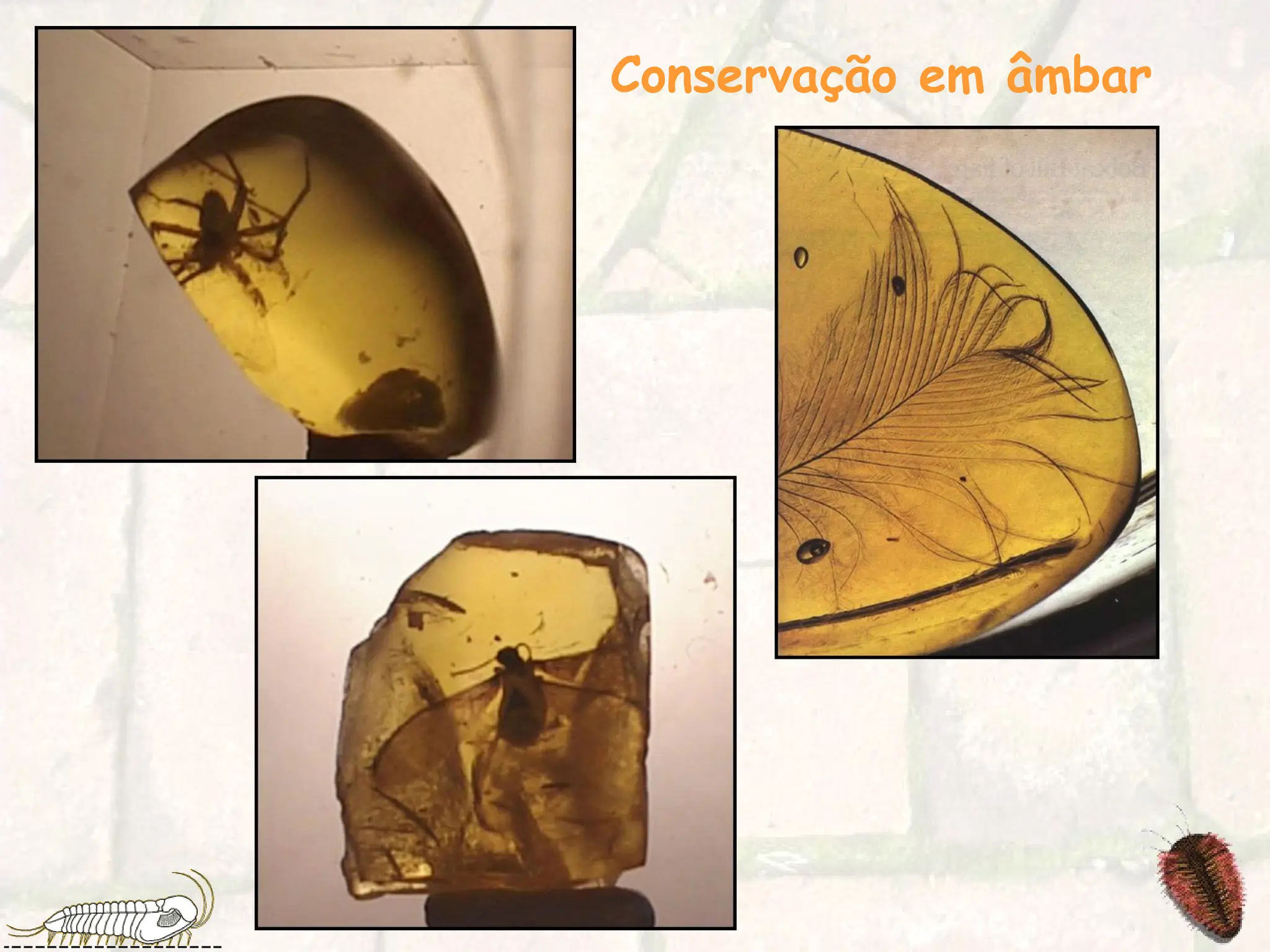 Conservação em âmbar
 