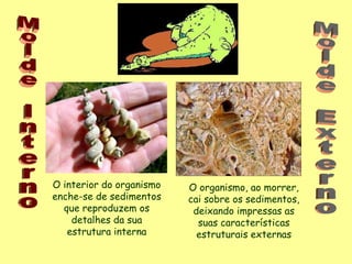 O interior do organismo enche-se de sedimentos que reproduzem os detalhes da sua estrutura interna O organismo, ao morrer, cai sobre os sedimentos, deixando impressas as suas características estruturais externas Molde Interno Molde Externo 