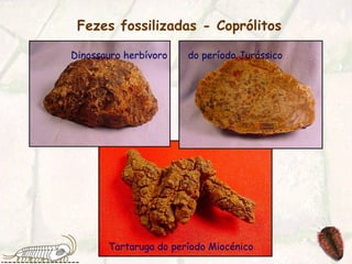 Fezes fossilizadas - Coprólitos   Tartaruga do período Miocénico Dinossauro herbívoro  do período Jurássico 