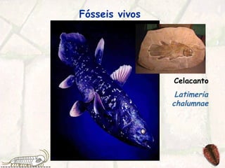 Fósseis vivos   Celacanto Latimeria chalumnae   