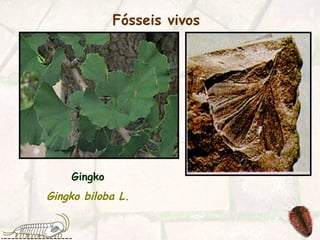 Fósseis vivos   Gingko Gingko biloba L. 