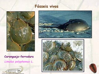 Fósseis vivos   Caranguejo-ferradura Limulus polyphemus L. 