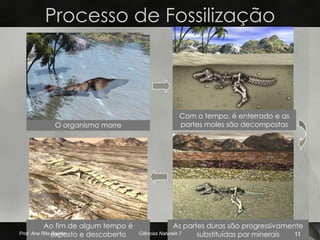 Processo de Fossilização



                                                  Com o tempo, é enterrado e as
           O organismo morre                      partes moles são decompostas




           Ao fim de algum tempo é                   As partes duras são progressivamente
Prof. Ana Rita exposto e descoberto
               Rainho                 Ciências Naturais 7   substituídas por minerais  11
 