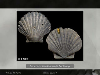 Conchas mineralizadas de Pecten sp.

Prof. Ana Rita Rainho              Ciências Naturais 7        19
 